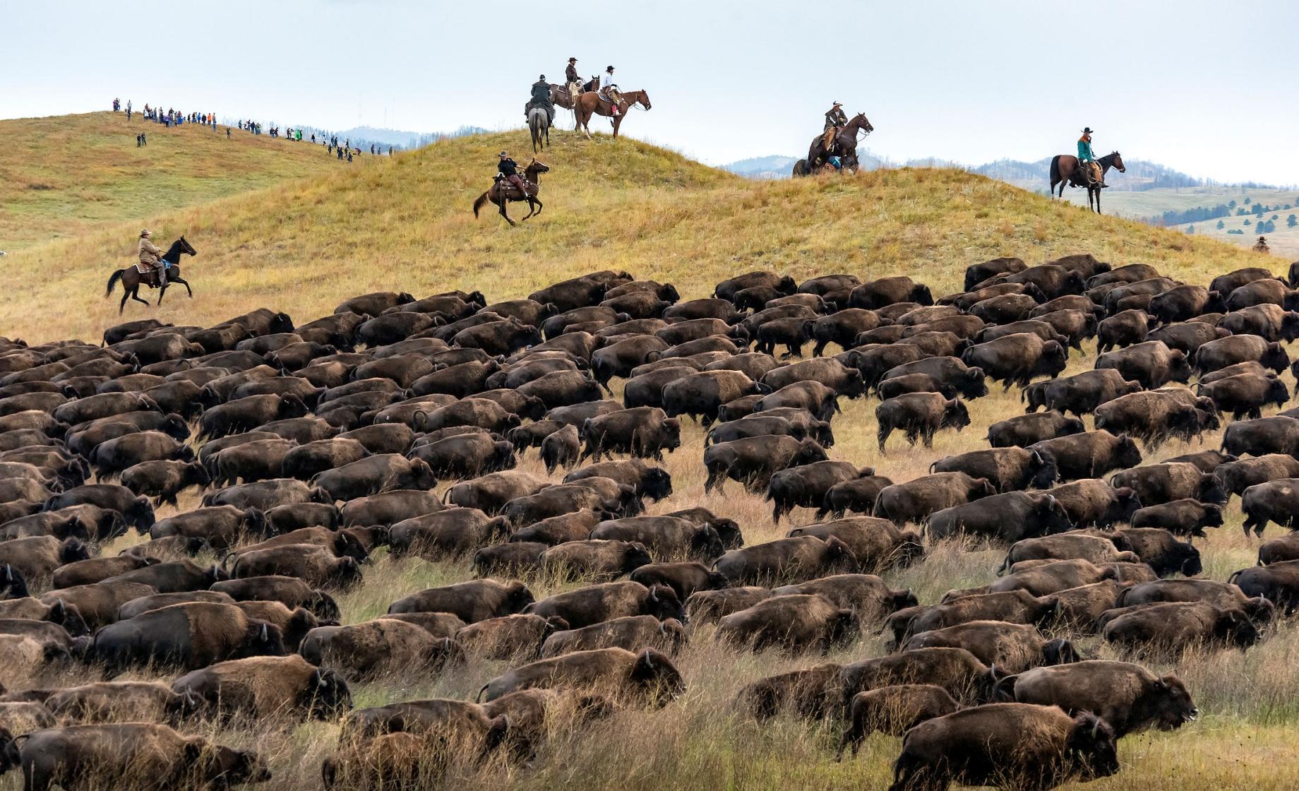 Custer State Park Great American Tour Company
